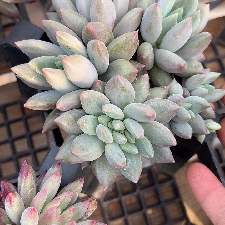 水晶球缀化11111111