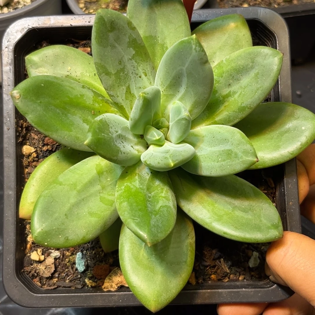 多肉植物海洋之歌美人742