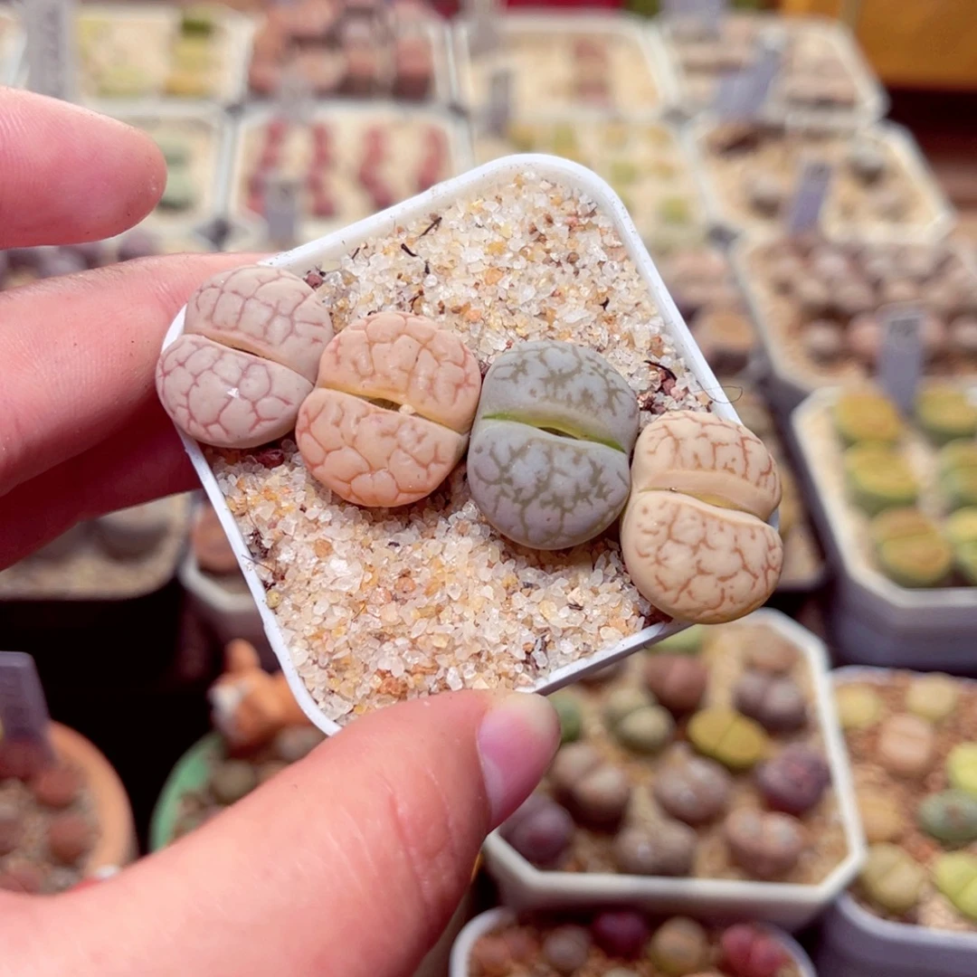 401好带盆盆包邮发货