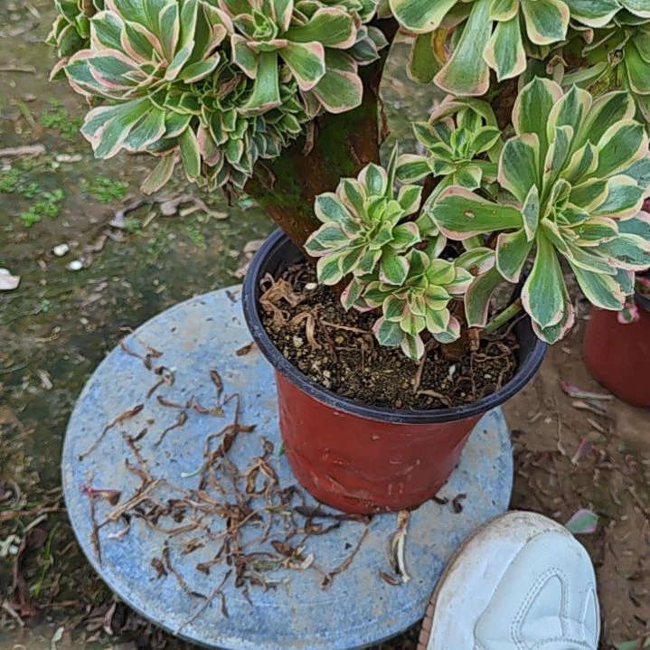 3767男神缀法师多肉植物