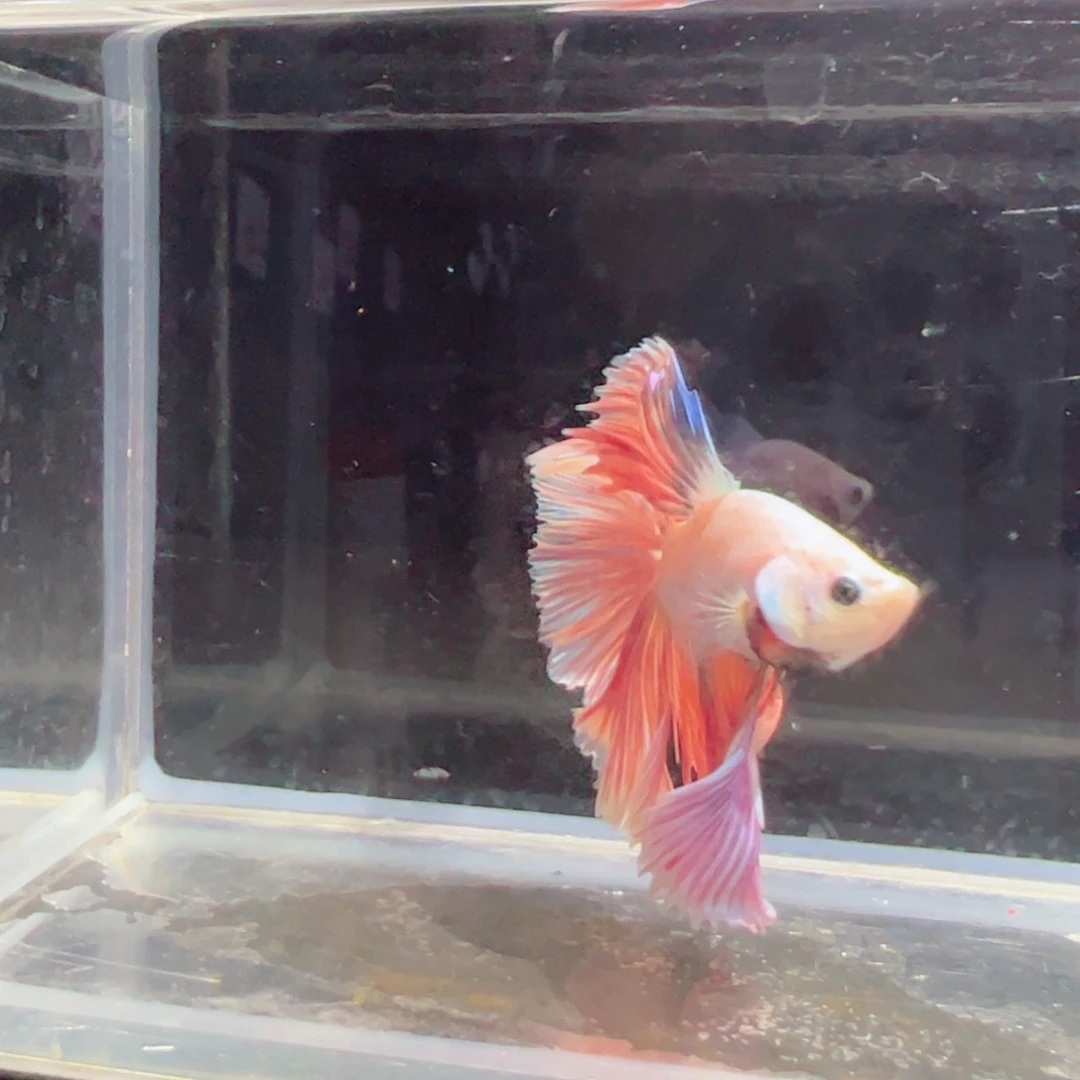 斗鱼浅色仙仙裙特殊尾