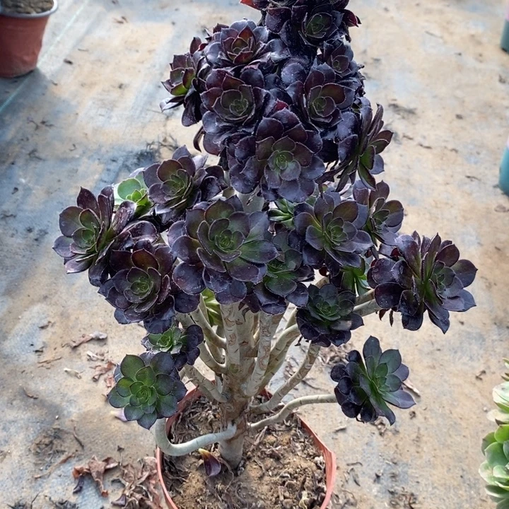 黑豆妖桩23多肉植物法师法师