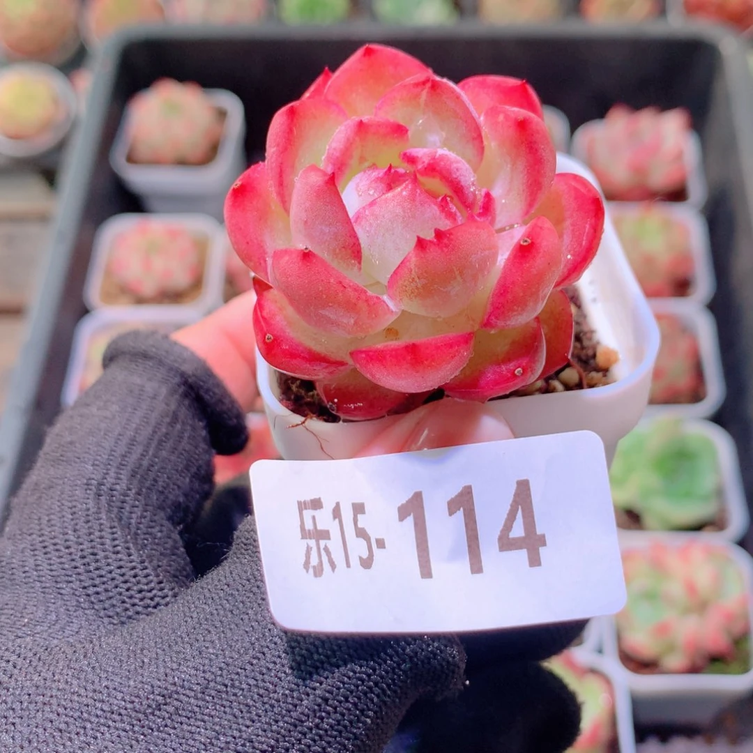 乐然15-114 新品单头