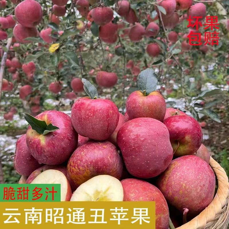 正宗云南昭通冰糖心丑苹果现摘新鲜脆甜好吃营养多汁产地直发包邮