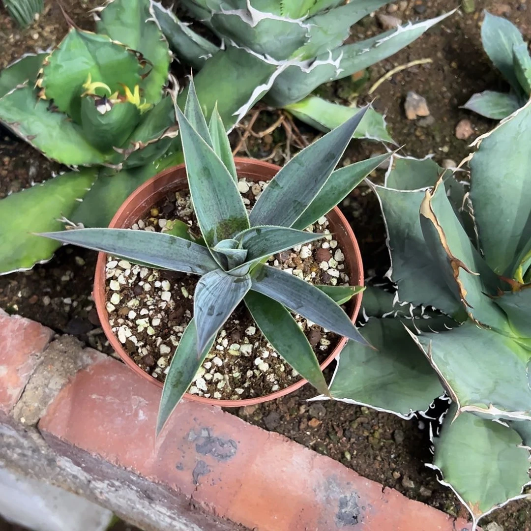 C*Z薰衣草夫人植物