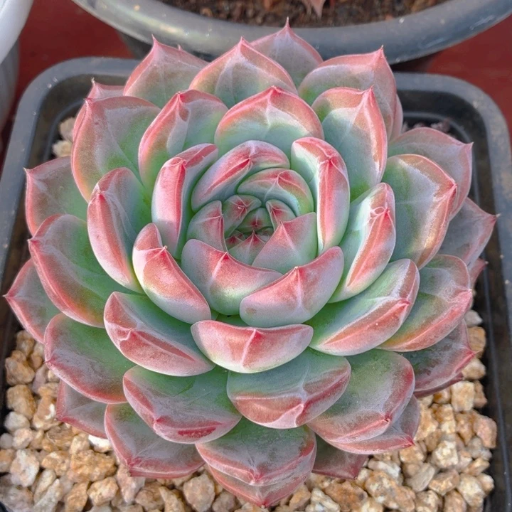 多肉红鸾一物一拍