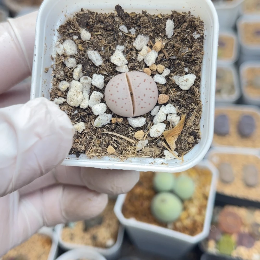 多肉植物一物一拍67