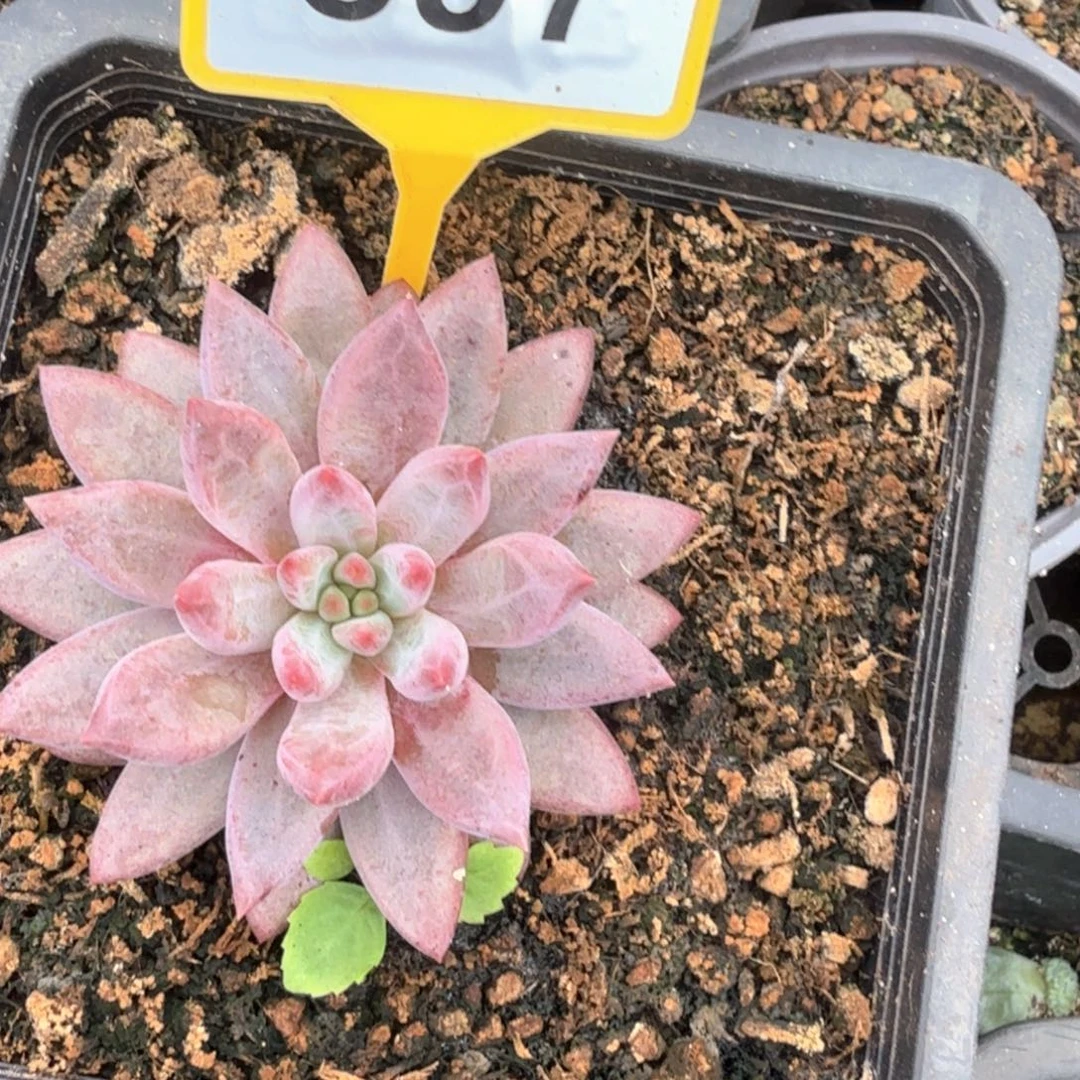 虞美人多肉植物897