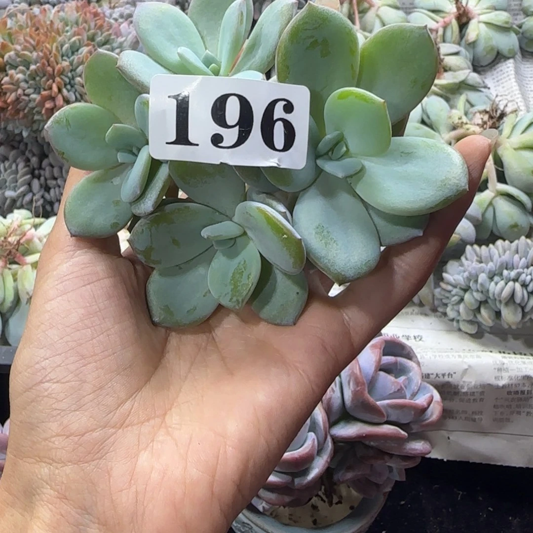 奶茶4头一物一拍196