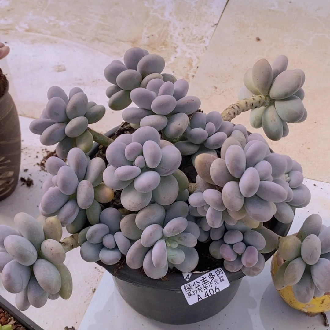 芭比奶洛20cm406多肉植物