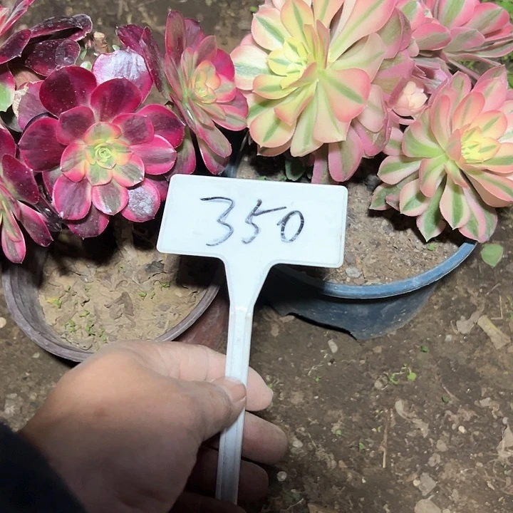 樱*多肉植物组合2个