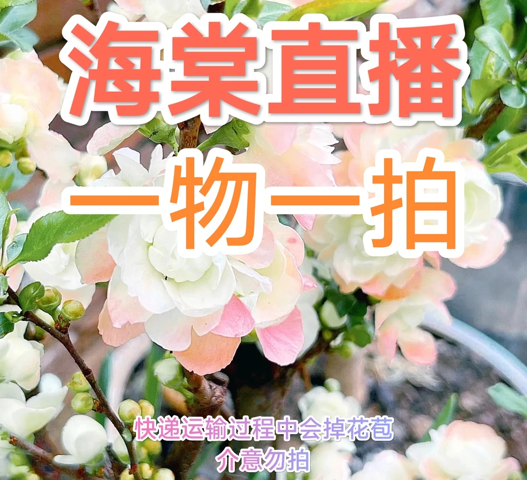 【介意掉花苞勿拍】一物一拍海棠福利品