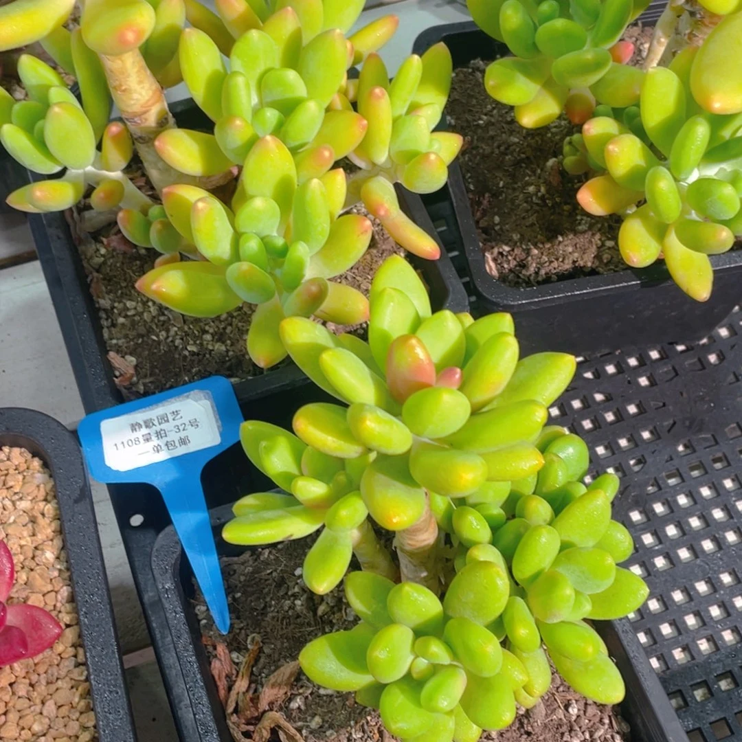 1108-32-芒果奶老桩大群一颗