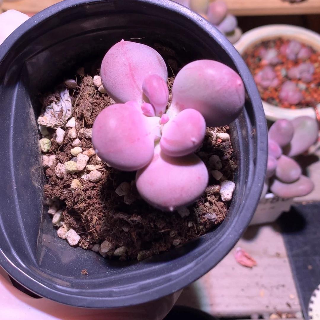 476 小屁桃奶酪多肉