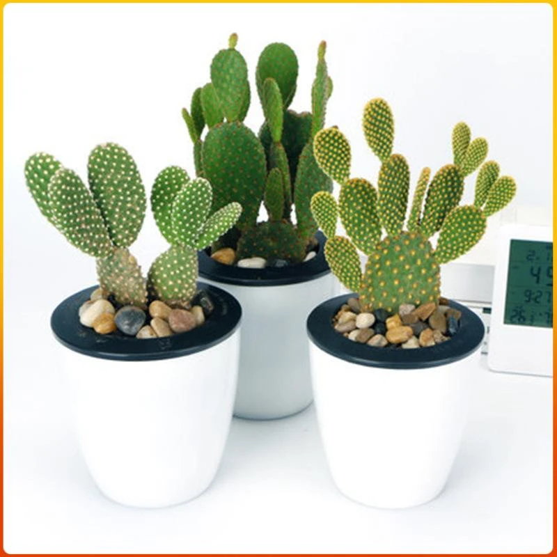 红毛掌白毛掌黄毛掌盆栽植物室内盆栽花卉多