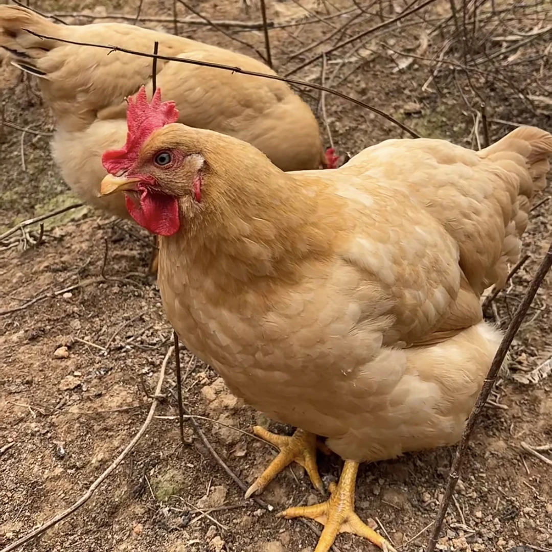 三黄鸡母鸡农家粮食散养走地鸡生鲜整只装鸡肉新鲜安全