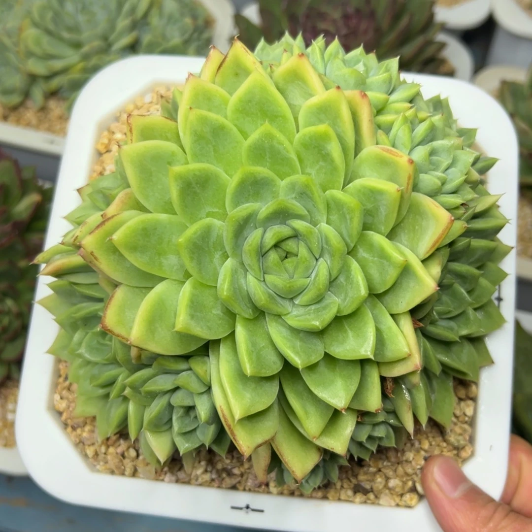 白杂，一物一拍086