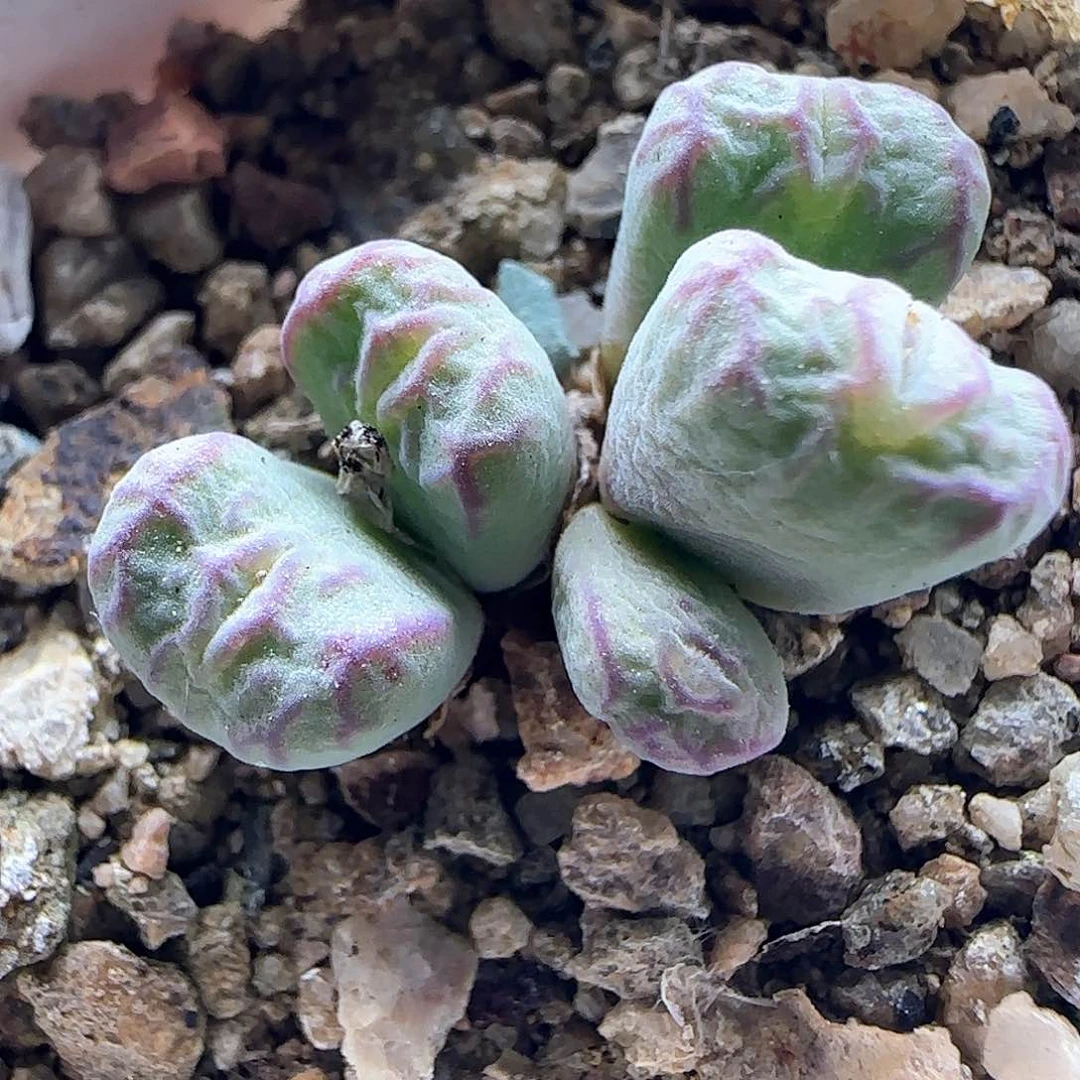 开播福利来啦45461