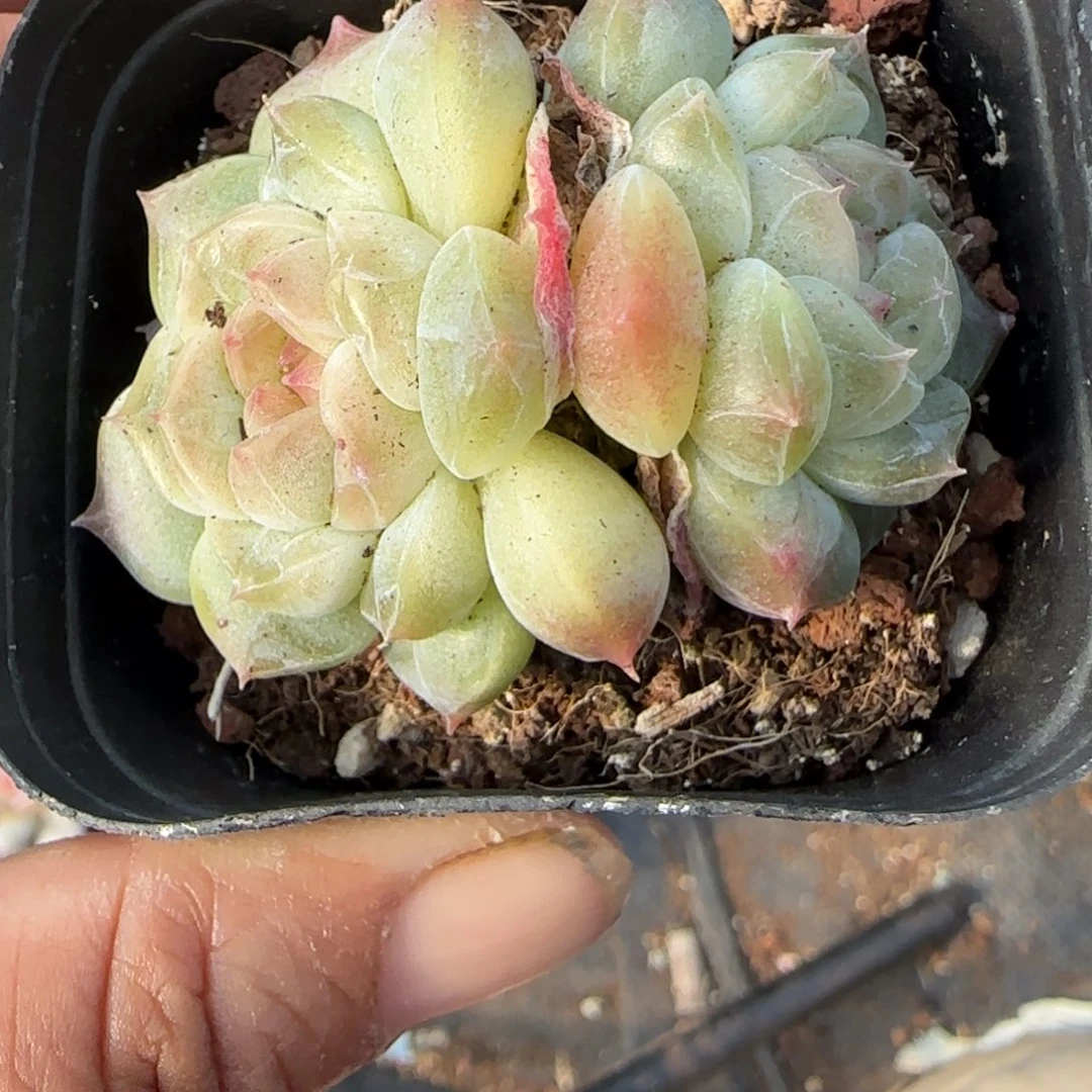 小卡拉米糖心一物一拍