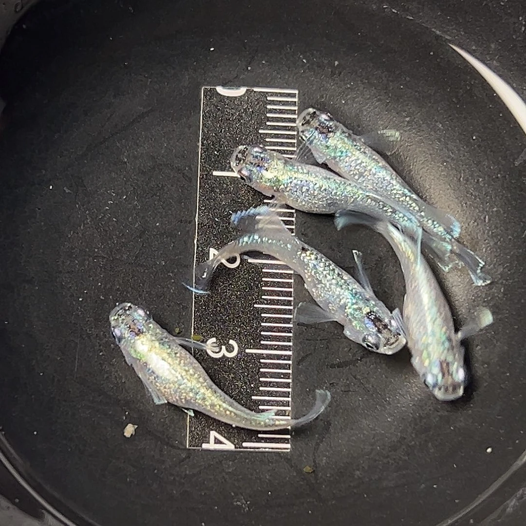 海水妖精一样29号