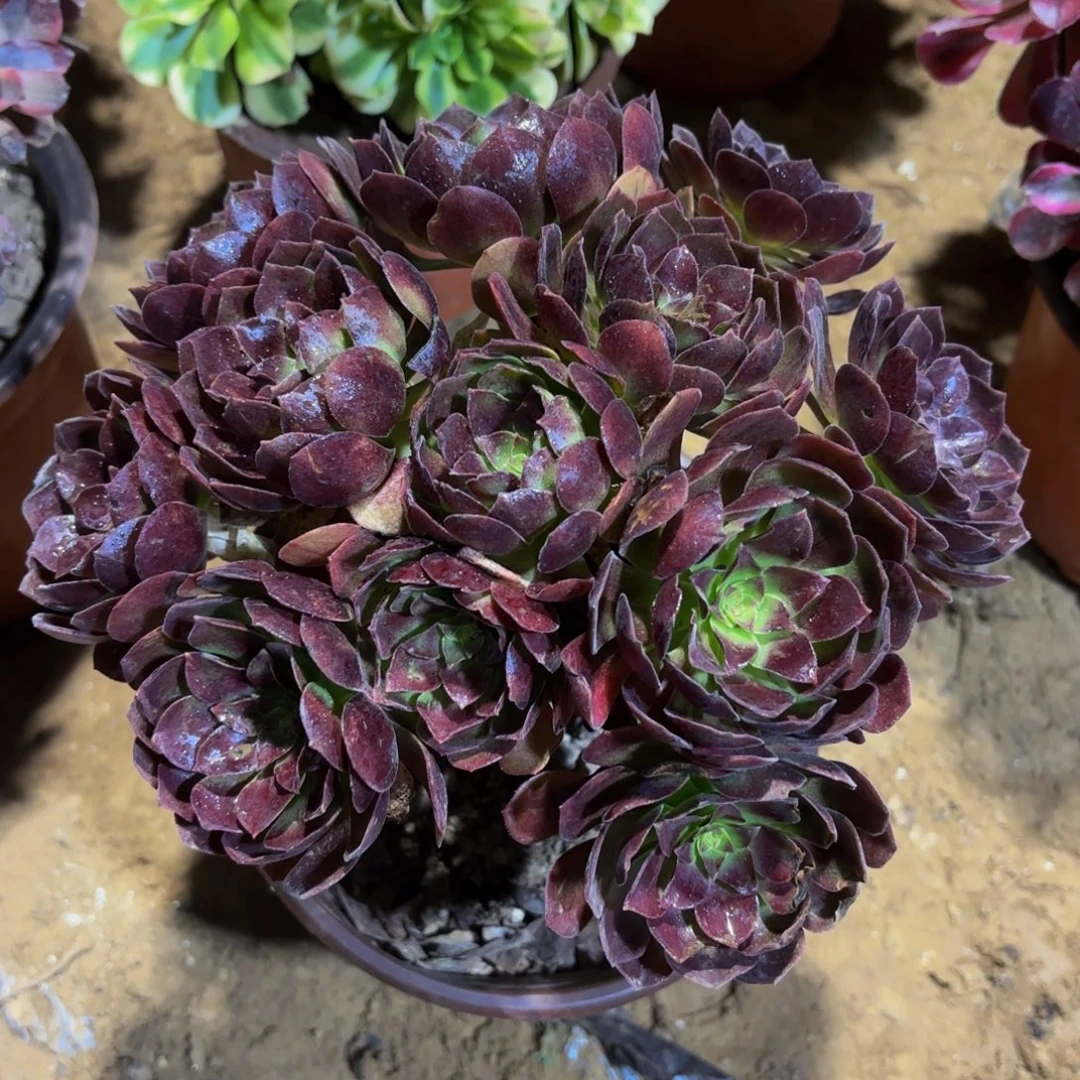 红玫瑰9.9绣球法师