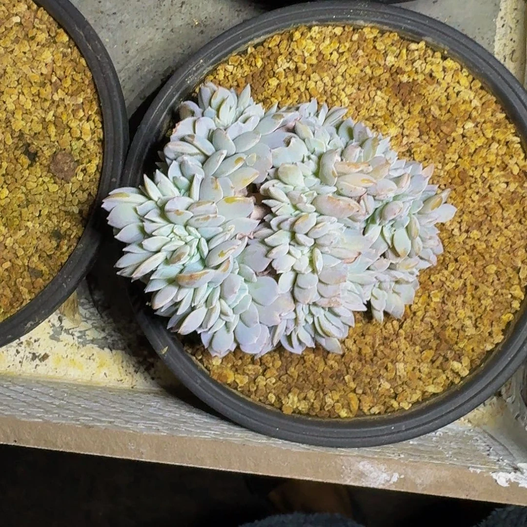 奶茶 缀化  一物一拍