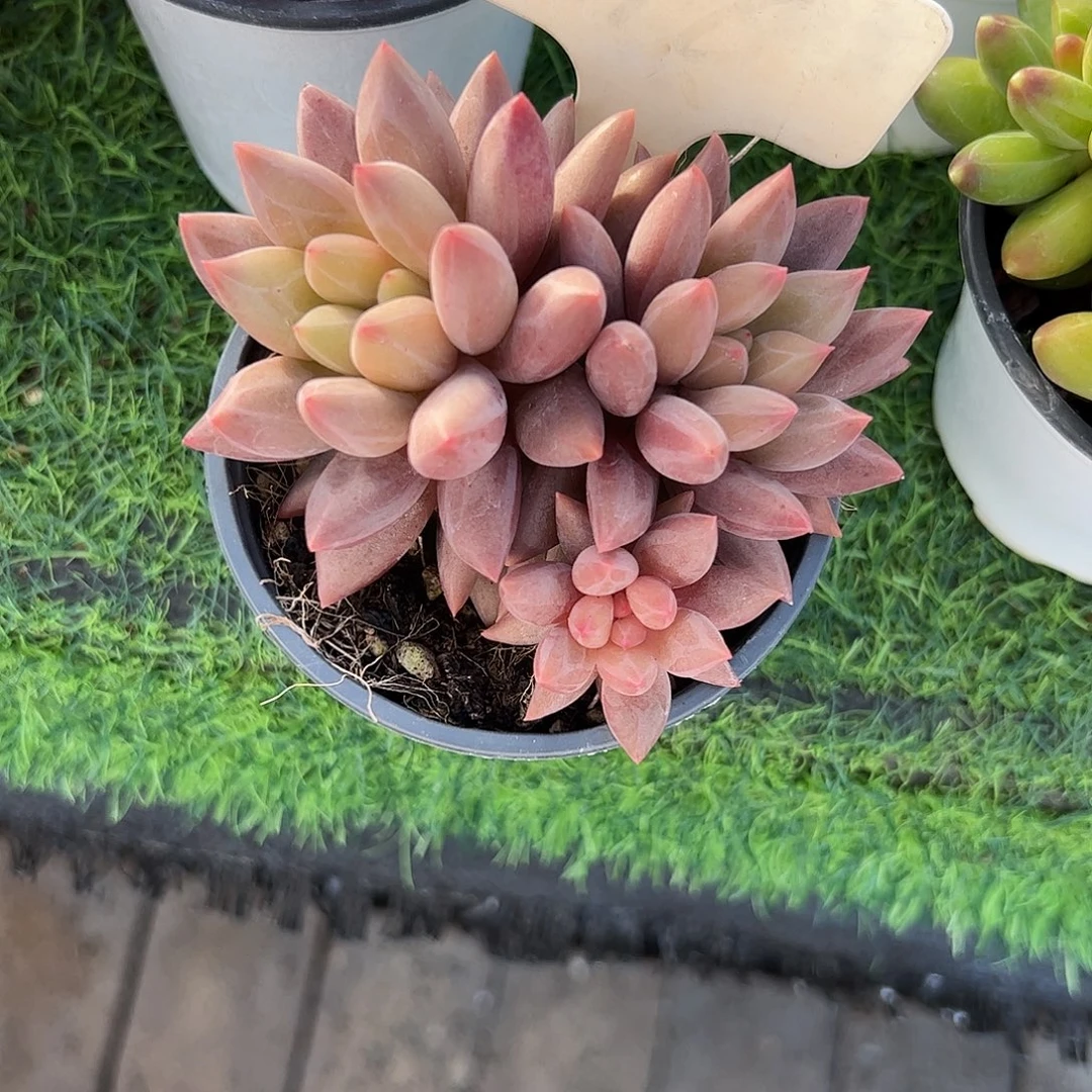 水晶球多肉植物保护