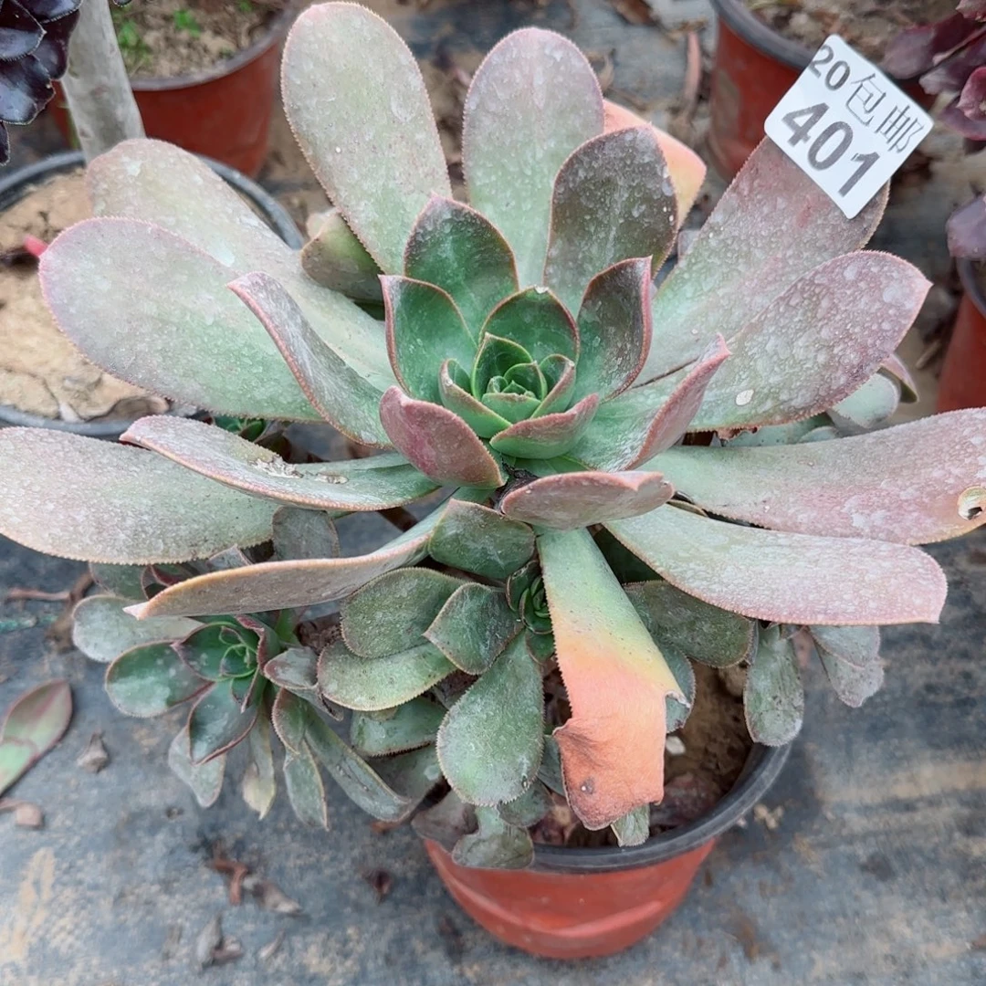 花前月下401满20包邮断枝不包