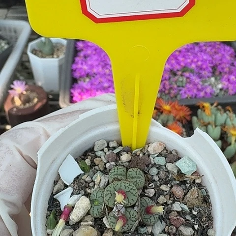 7096兔就斤斤计较