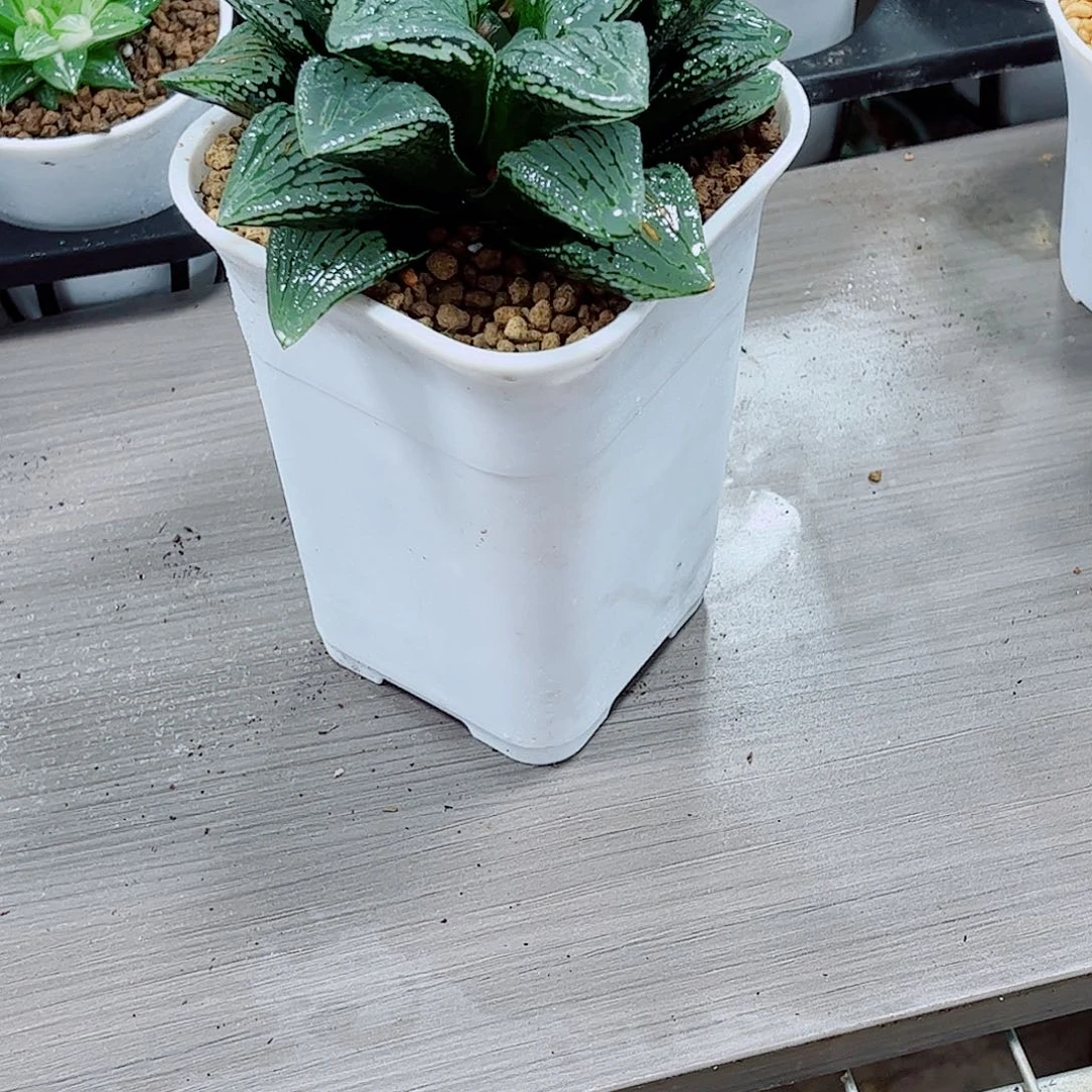 母本玛丽丽一勿一拍