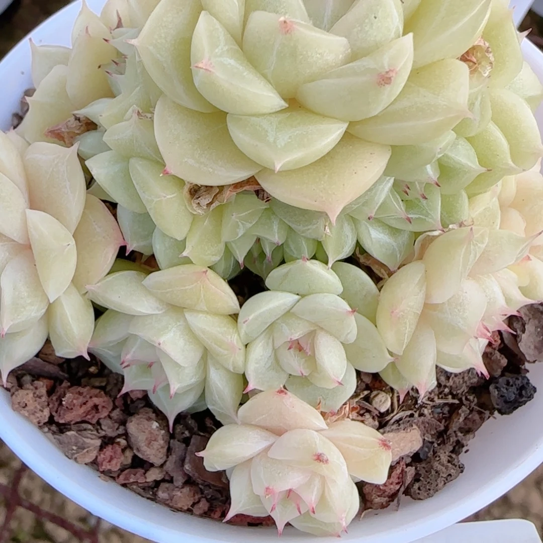 M***y花语多肉1214-305散