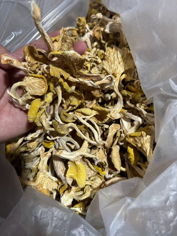 山货栈特产【云南机油菌干】香菇