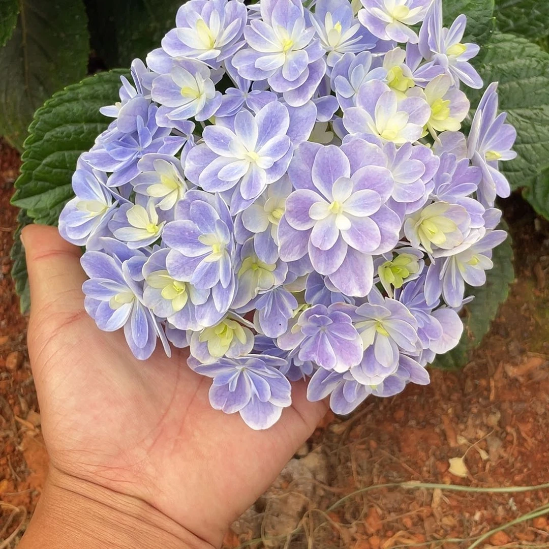 绣球切花一物一拍3枝起包邮，210