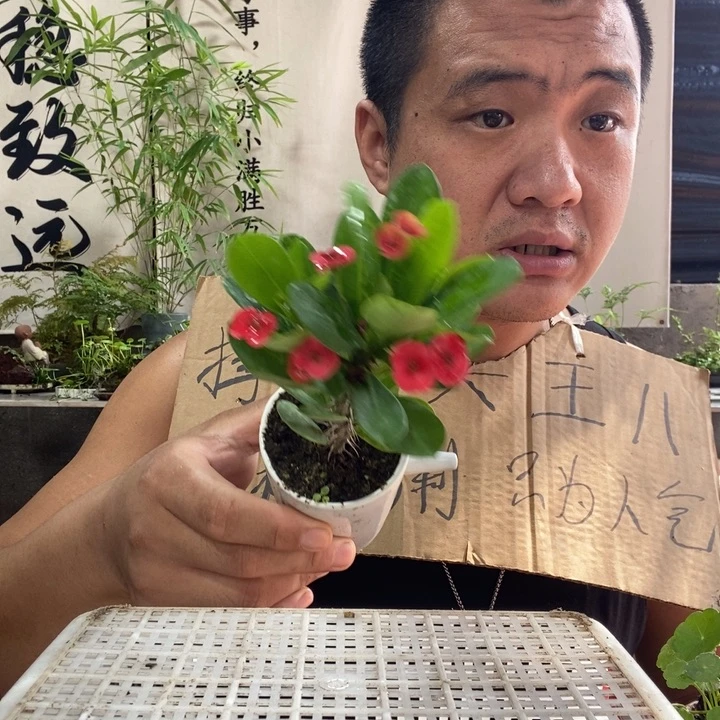 无花朵退款拉黑拉黑6