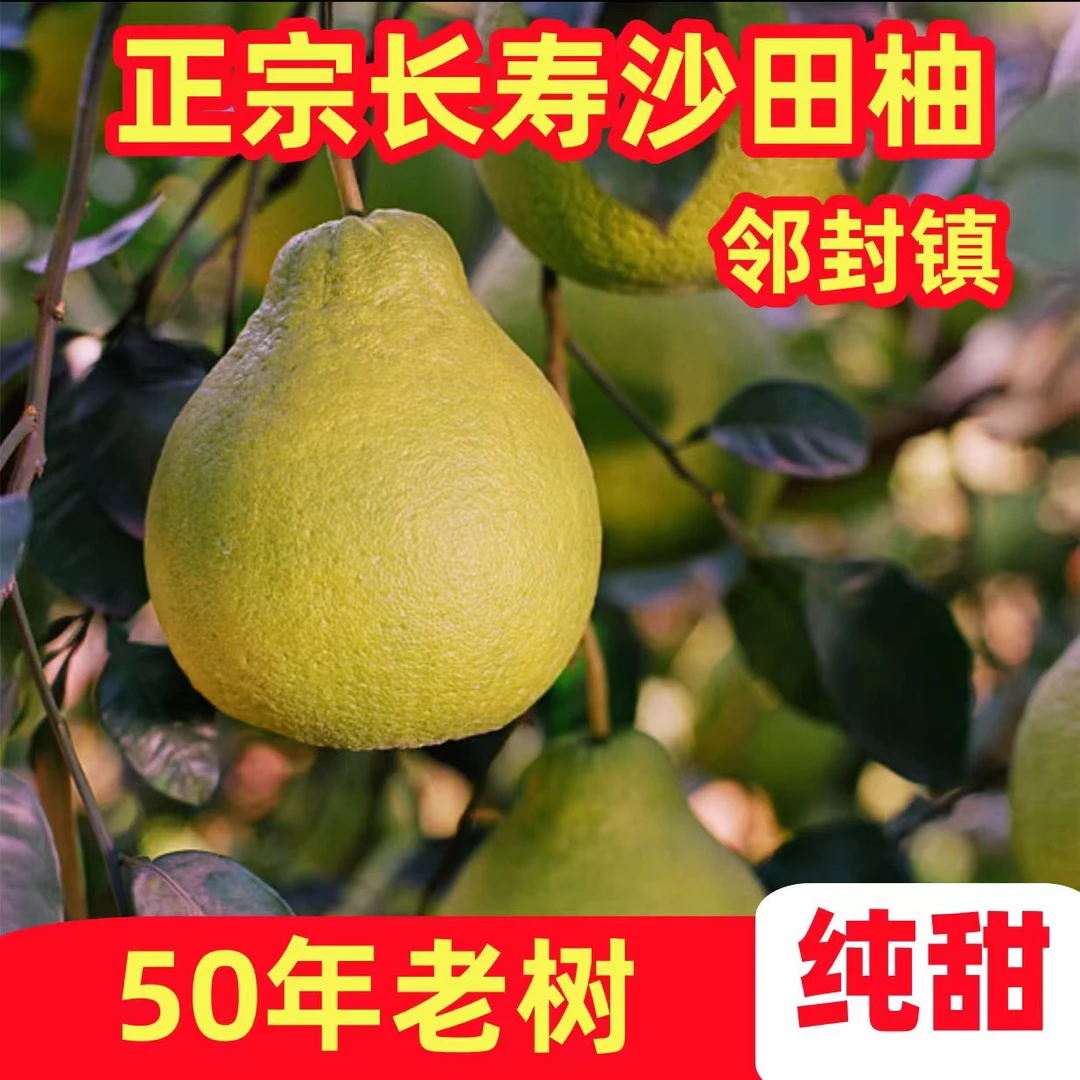 【小箱沙田柚】正宗长寿沙田柚水果柚子老树柚无酸细嫩多汁整箱