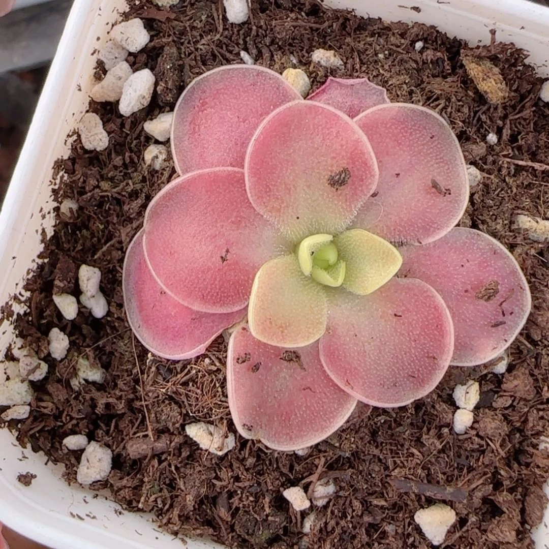 花语多肉0101-121赛题捕虫堇