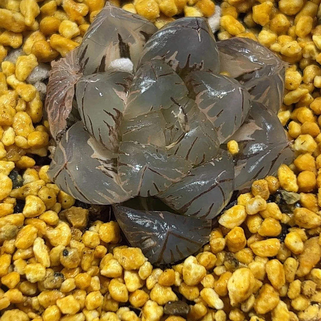 220红红火火恍恍惚惚
