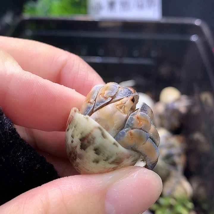 1.9口径奔跑的寄居蟹2号