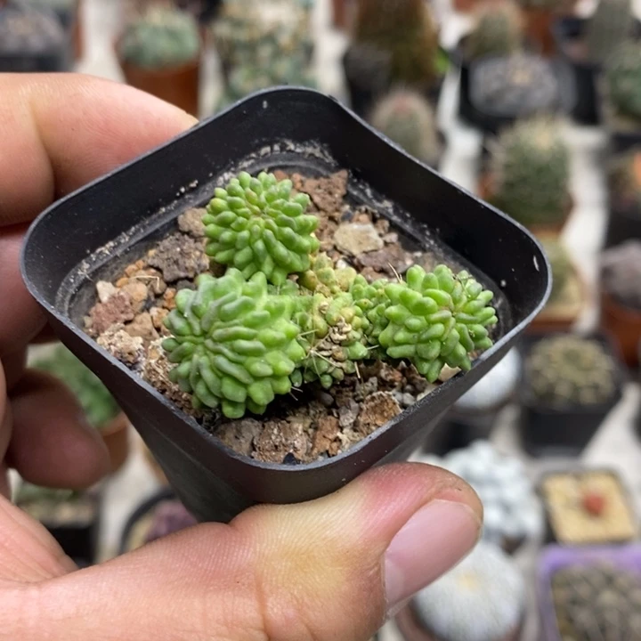 蝌蚪球群特价福利
