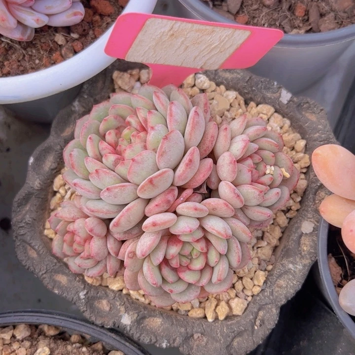 健健康康平平安安