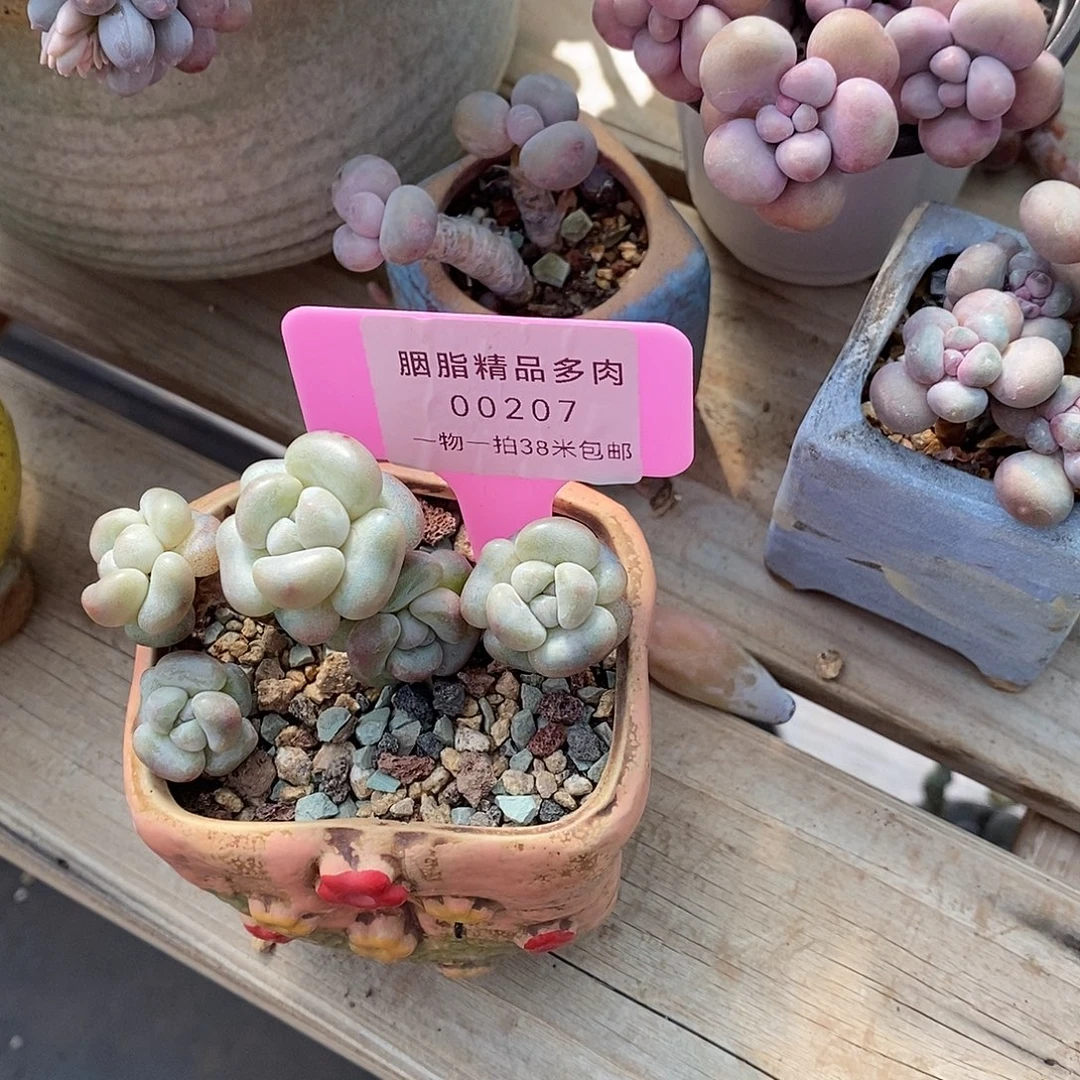 207天一说咯哦哦哦哦小雨