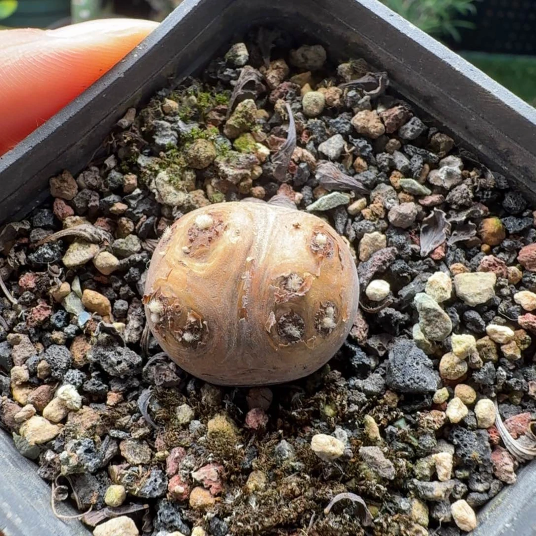 格加厚墩菊475仙人掌