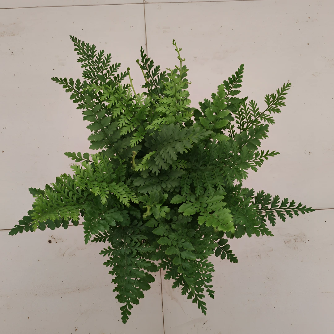 吉姆蕨平安蕨盆栽室内耐阴好养绿植