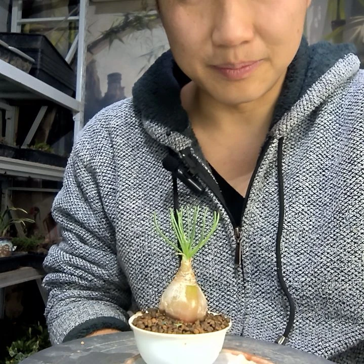 小****中青园艺一物一拍花399