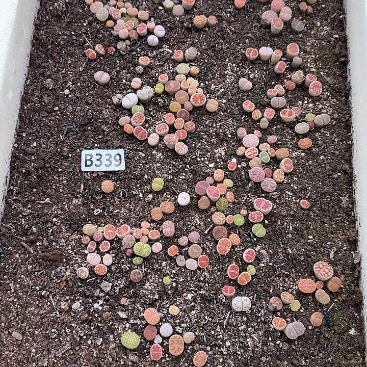 339生石花整筐脱土发货