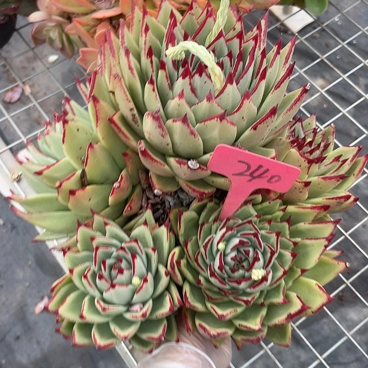 两单包邮，一物一240乌mu