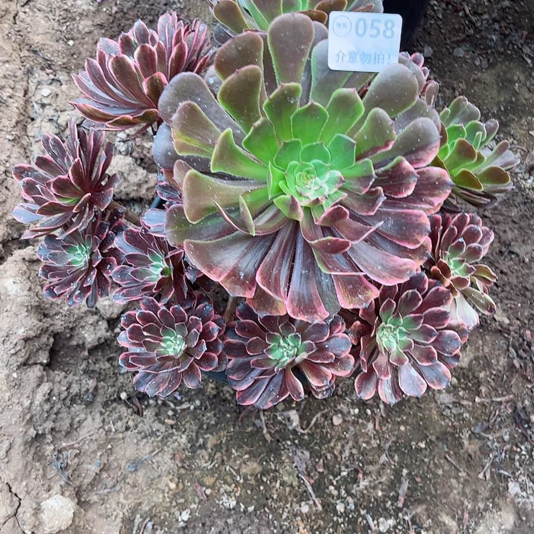 无花朵多肉植物058