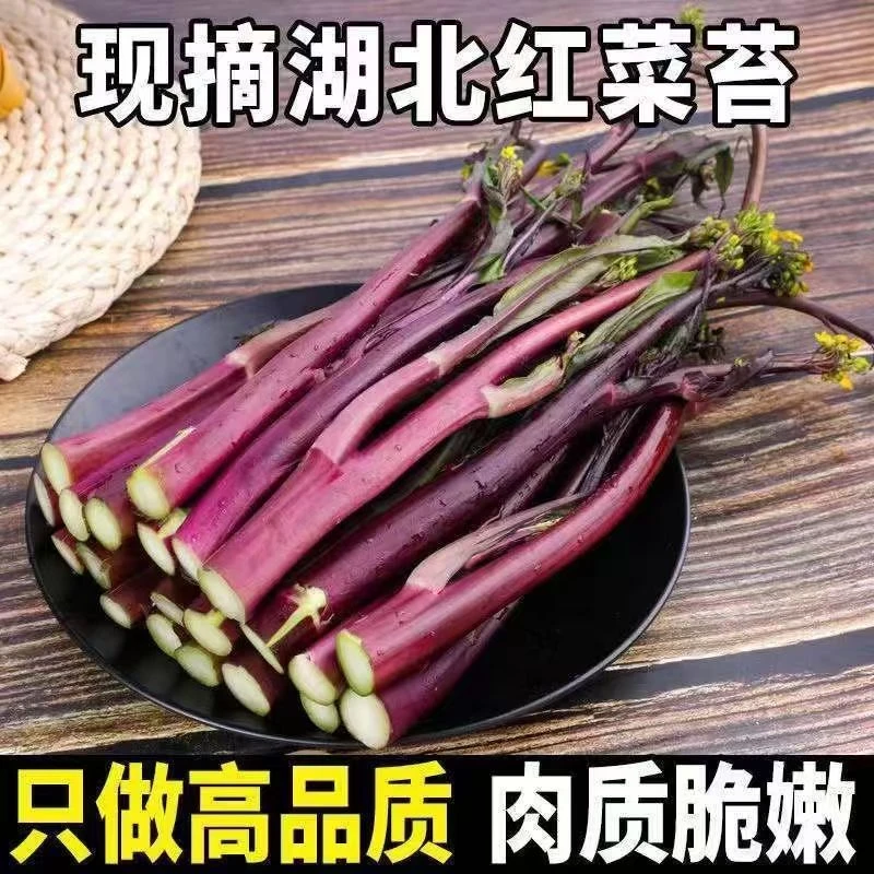 正宗湖北农家红菜苔露天紫菜苔洪山菜苔菜薹时令蔬菜叶菜现摘现发