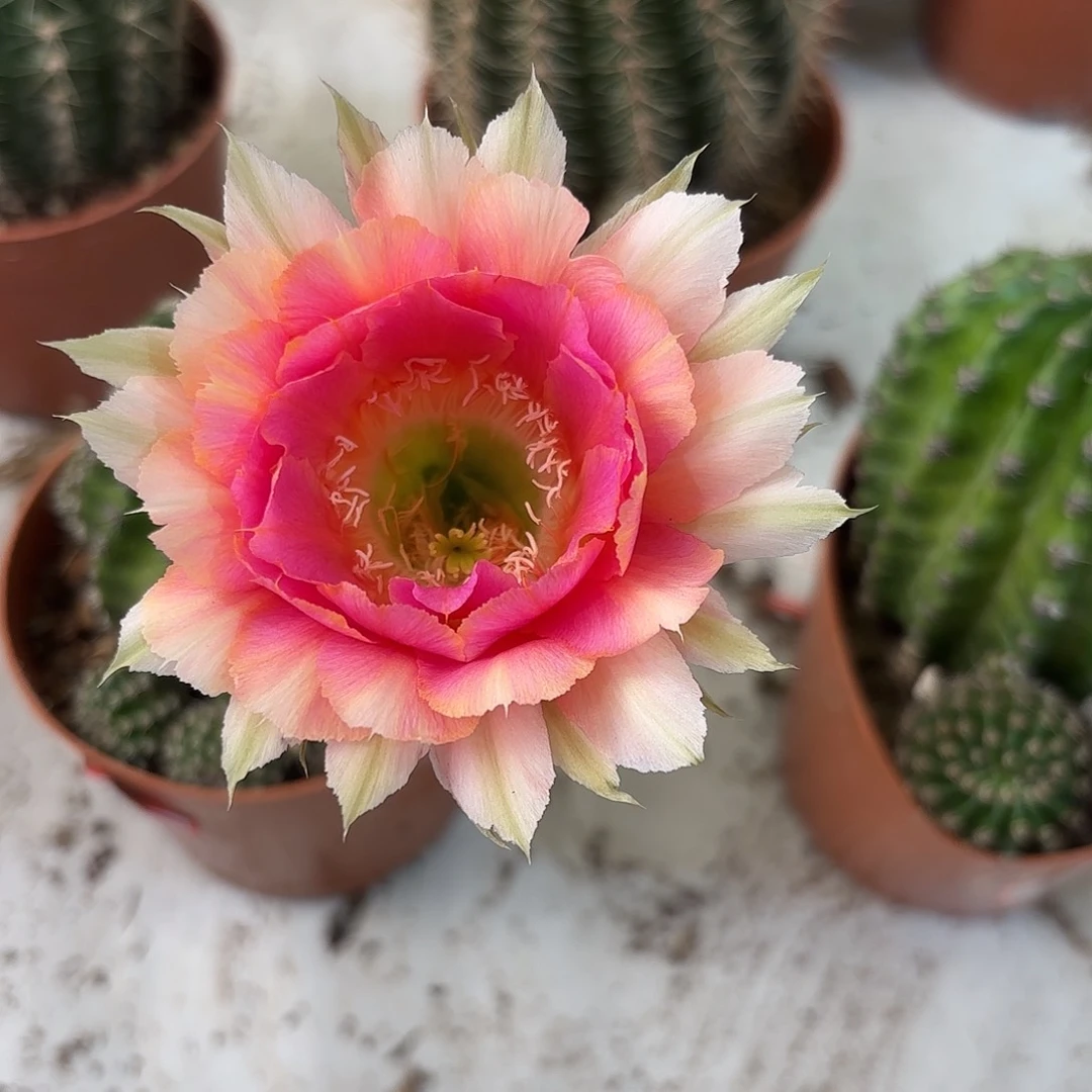 金刚桃花洛6-7公分带崽有一点瑕