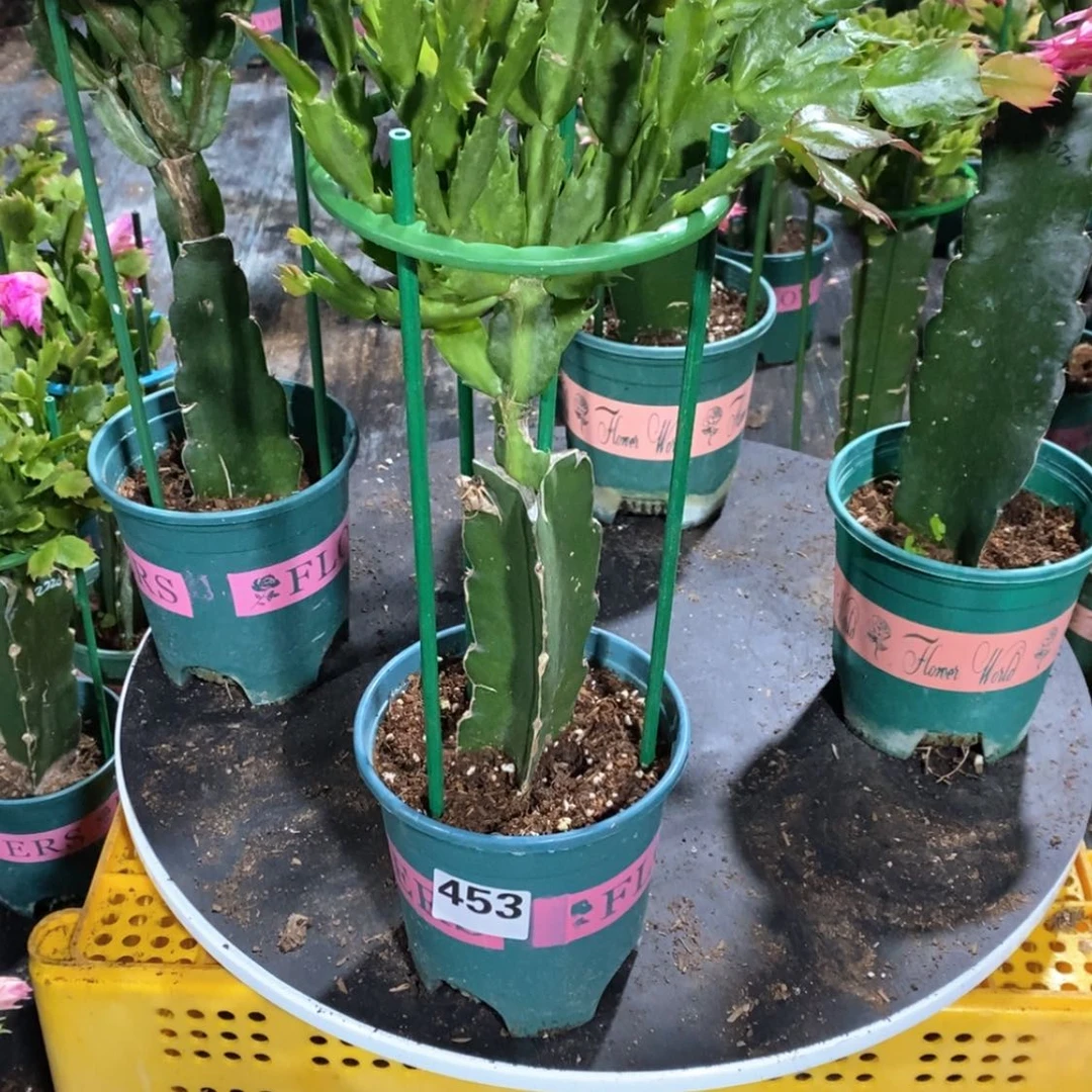 【闪购商品】当前无花朵，栽培后可花朵✿****)453嫁接083